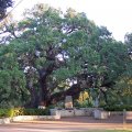 Founders Oak